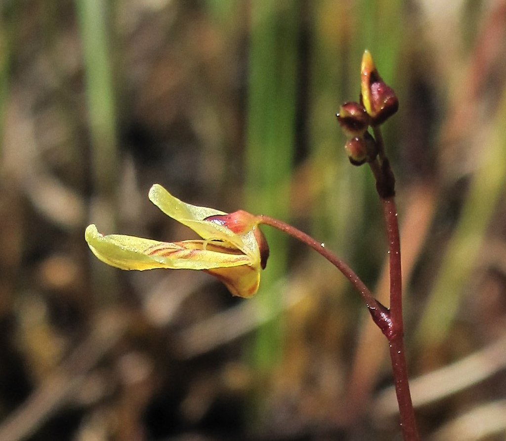 Utricularia minor